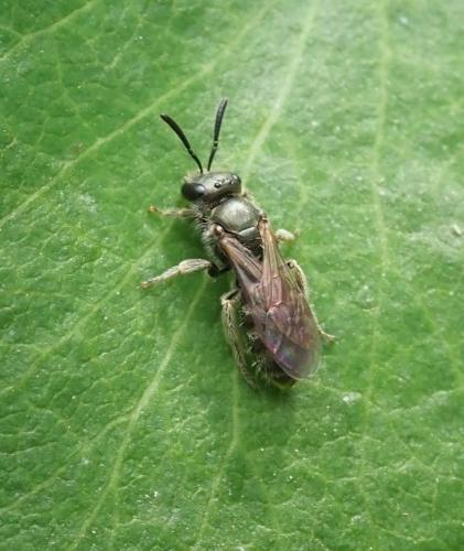 Réf. 236 915 : Lasioglossum sp.